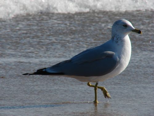 gull seagull ocean