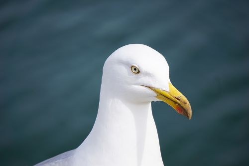 gull bird fauna