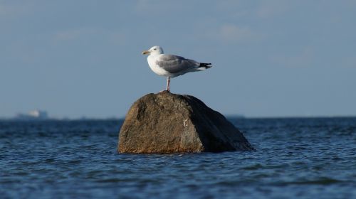 gull sea stone