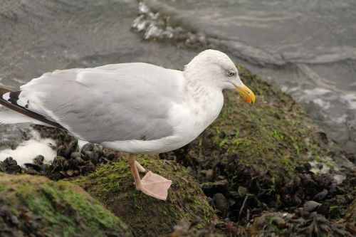 gull bird sea bird