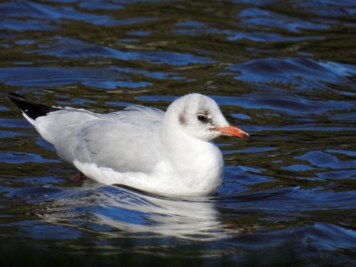 gull bird water bird