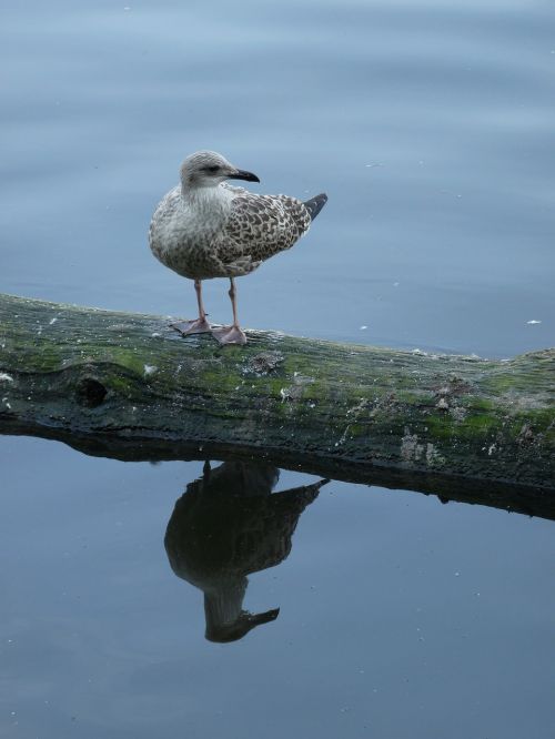 gull water mirroring