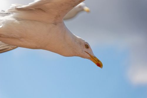 gull bird close
