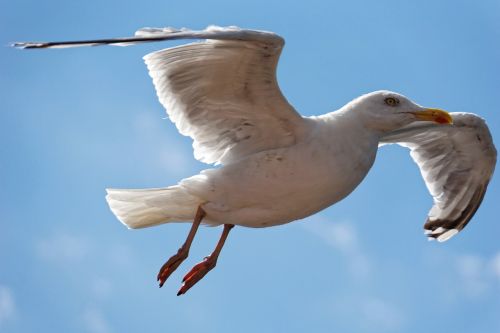 gull bird close