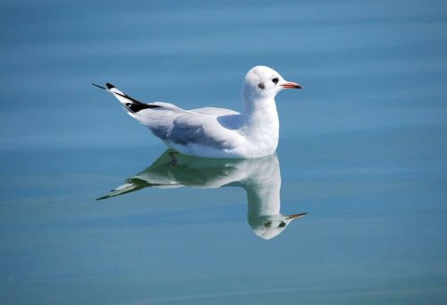 gull bird nature