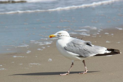 gull beach baltic sea