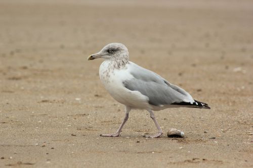gull seagull sand