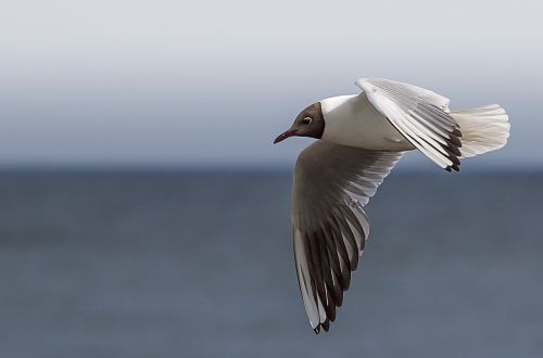 gull bird escape