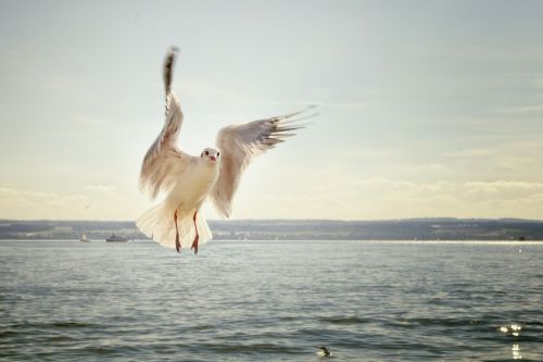 gull flight flying