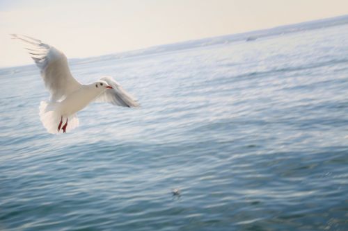 gull flying lake