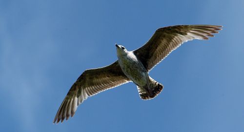 gull bird natural beauty