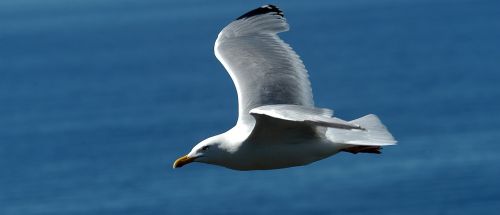 gull bird natural beauty