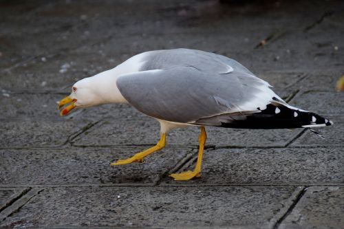 gull bird stalk