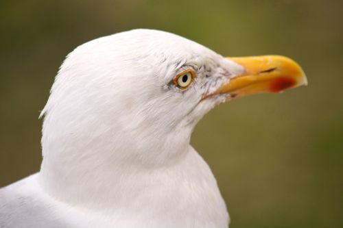 gull bird nature