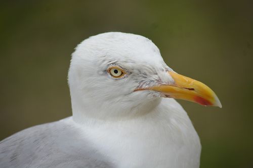 gull bird's eye beak