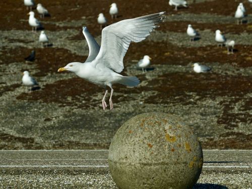 gull departure start