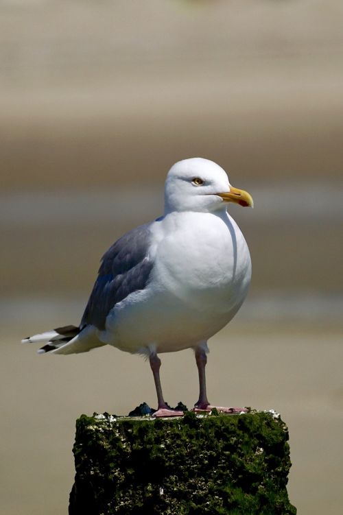 gull sit bird