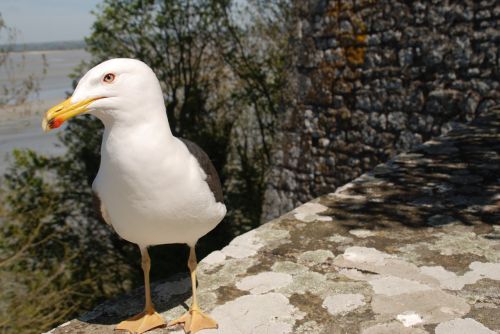 gull bird sea