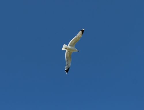 gull gulls fly