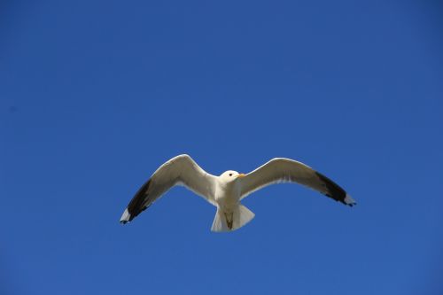 gull sky fly