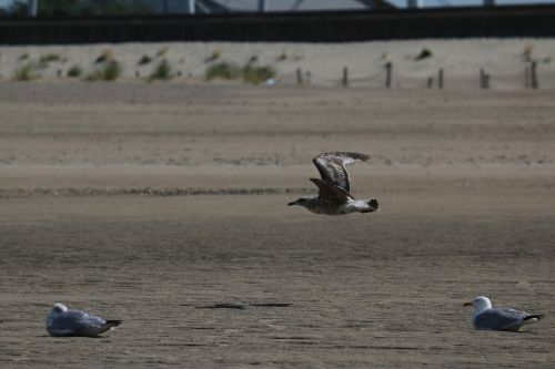 gull bird bird flight