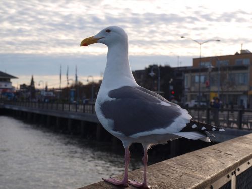 gull port bird