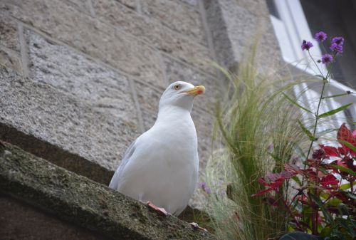 gull seabird sea