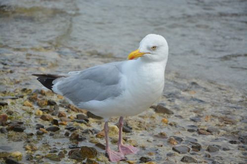 gull seabird feathers