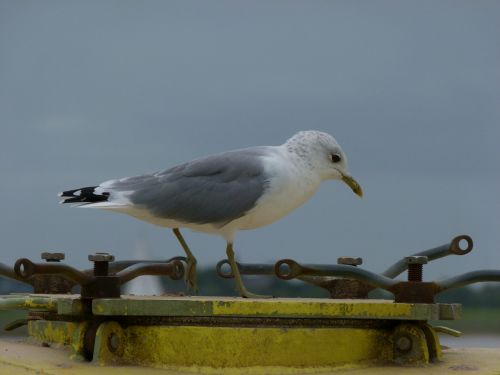 gull bird sea