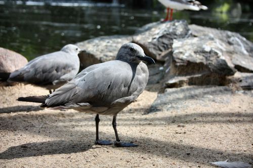 gull seagull bird