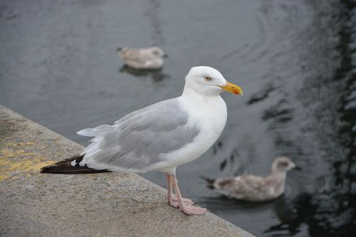 gull port sea