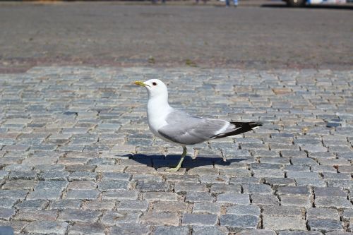 gull bird animal