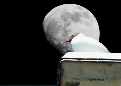 gull moon bird