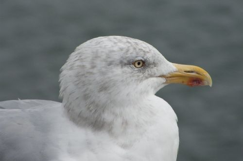 gull silver close-up