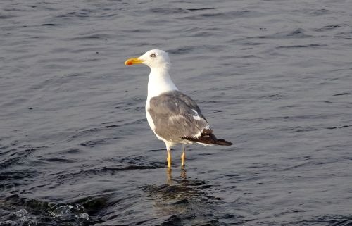 gull bird seagull