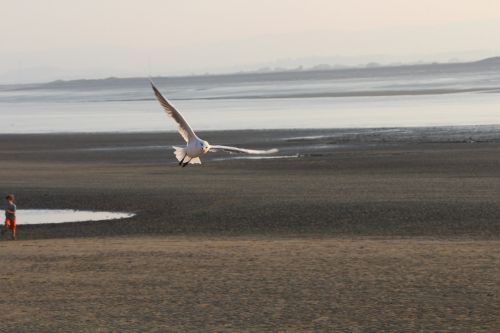 gull flight beach