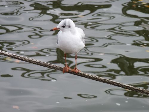 gull water bird fly