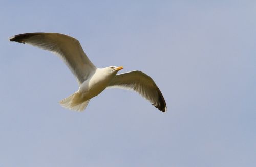 gull bird seabird