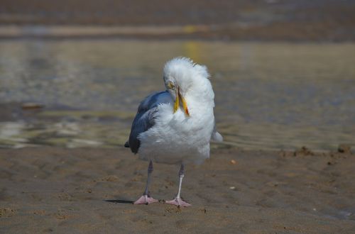 gull bird waters