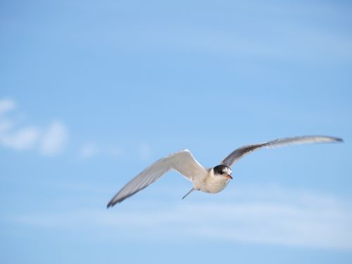 gull iceland bird