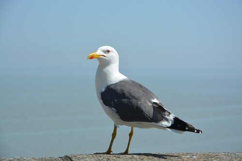 gull  seagulls  seabird