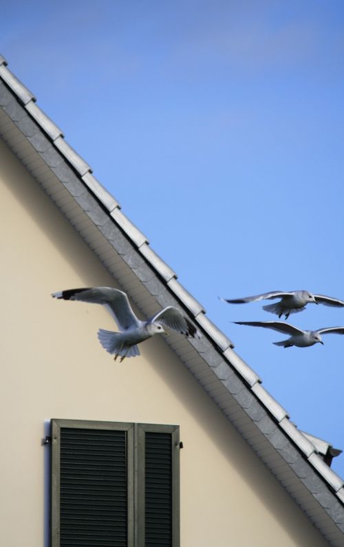 gull sky birds