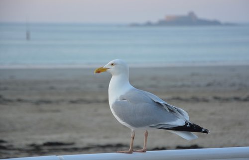 gull  bird  seabird