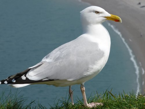 gull  seabird