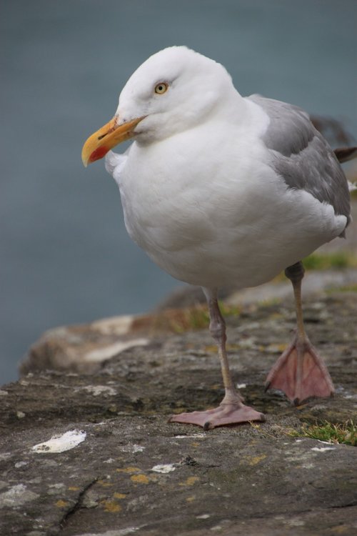 gull  bird  sea