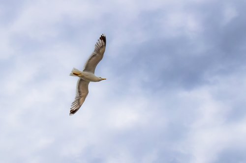 gull  sea bird  seagull