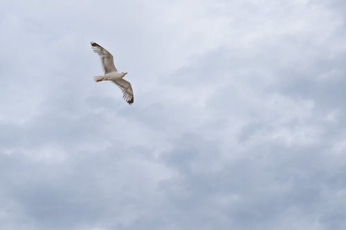 gull  sea bird  seagull