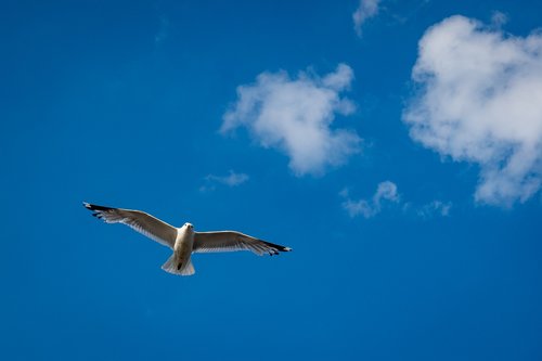 gull  bird  sky