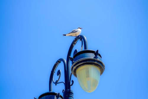 gull  bird  lamppost