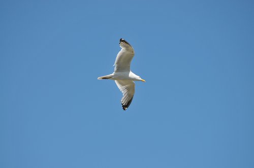 gull  bird  sky